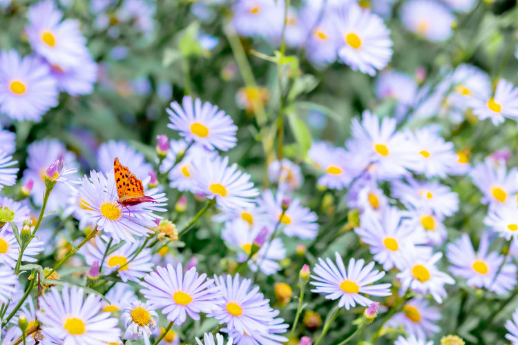Close-up of white daisy flowers