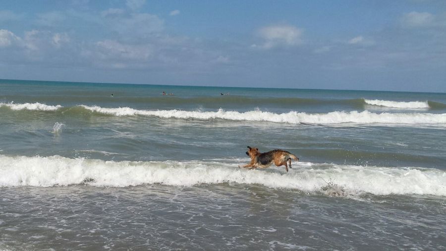 Dog running on beach