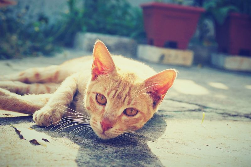 Portrait of ginger cat sitting outdoors