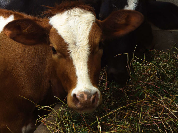 Approximate image of a calf in a farm corral