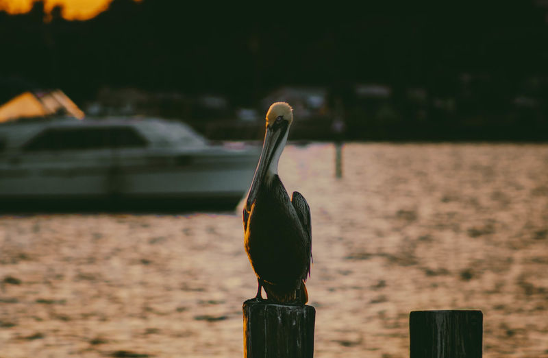 Pelican perching on wooden post against sea during sunset
