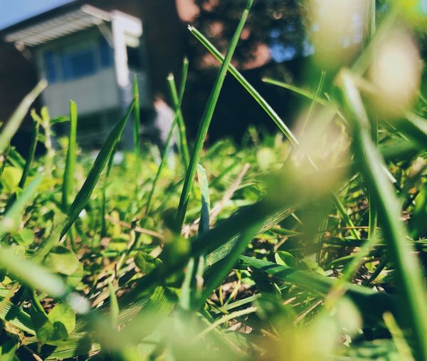 Close-up of grass on field during sunny day