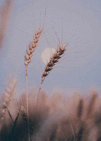 Close-up of stalks in field