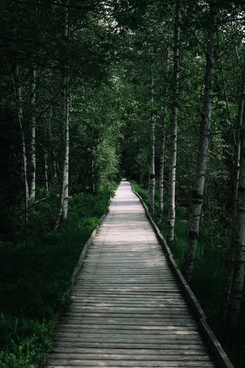 Empty boardwalk in forest