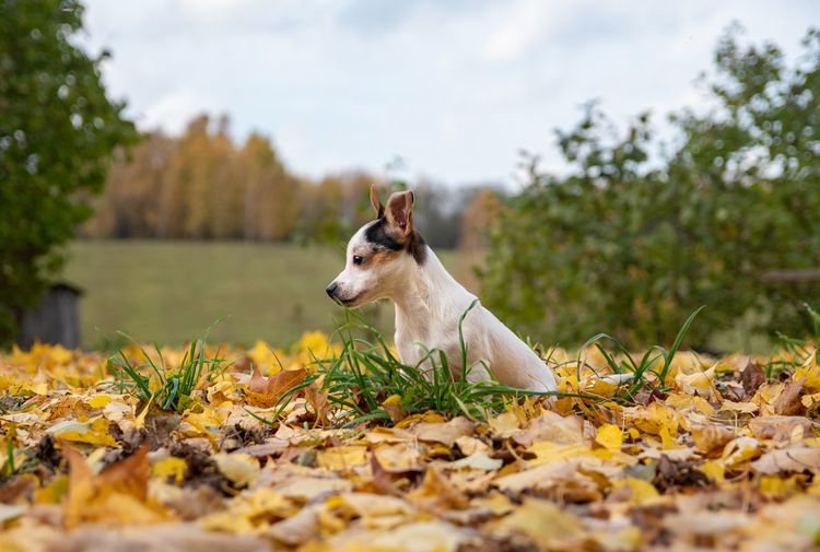 Dog resting on field during autumn