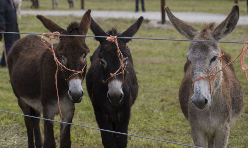 Portrait of three donkeys