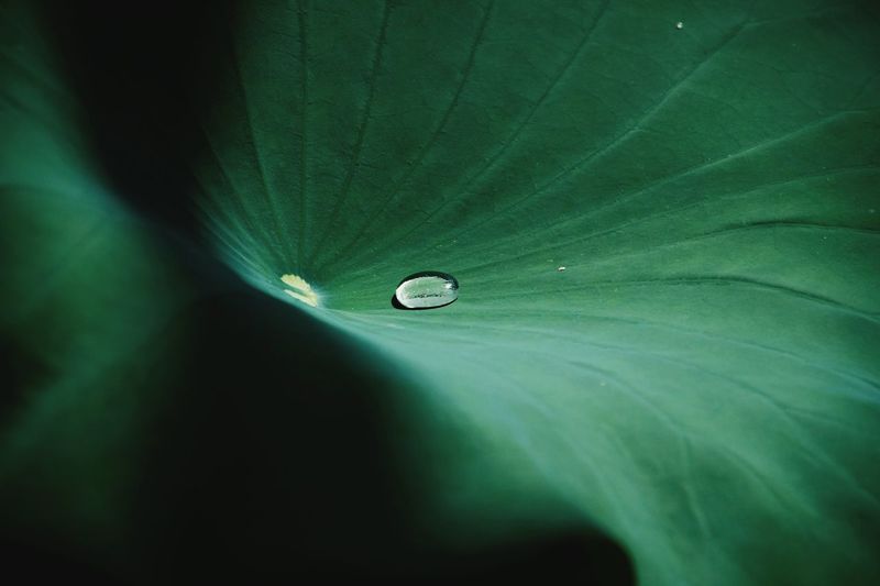 Close-up of water drop on leaf