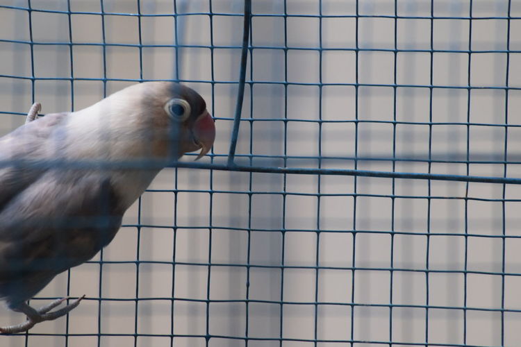 Close-up of a bird in cage