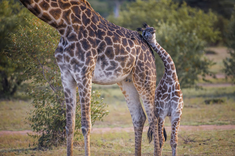 Giraffe standing on land