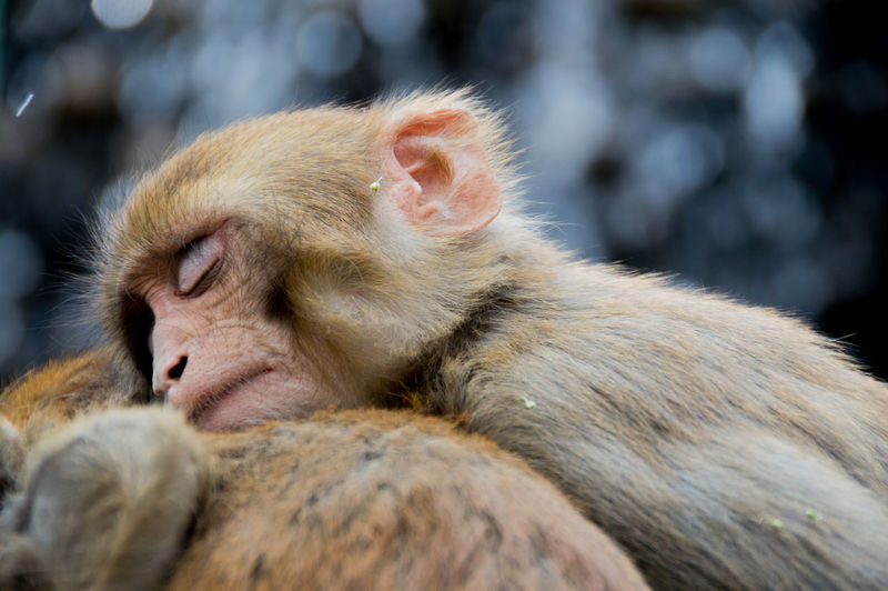 Close-up of monkeys sleeping