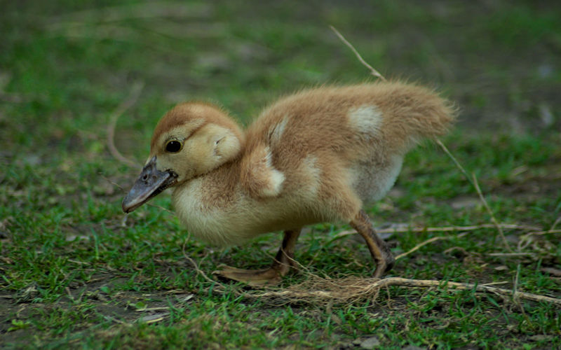 Close-up of a bird on field