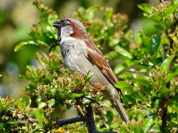 Sparrow bird perched on a tree branch