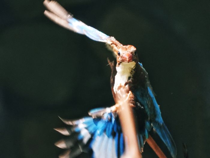 Close-up of bird eating