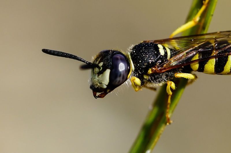 High angle view of wasp on plant