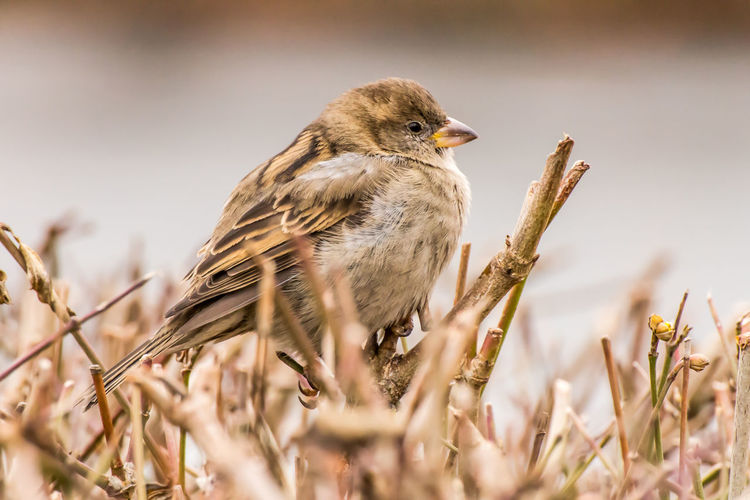 Male house sparrow or passer domesticus is a bird of the sparrow family passeridae