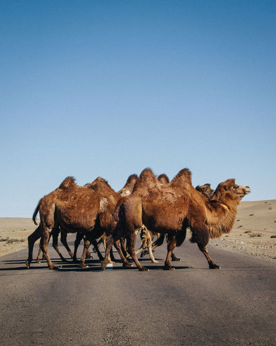 A group of bactrian camel crossing the highway in inner mongolia 