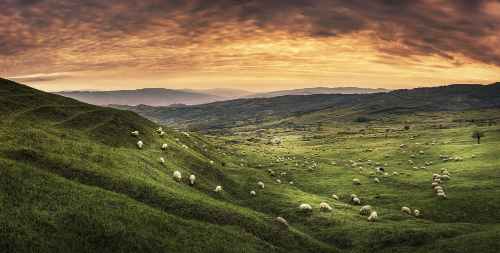 Sheep grazing on landscape against scenic sky