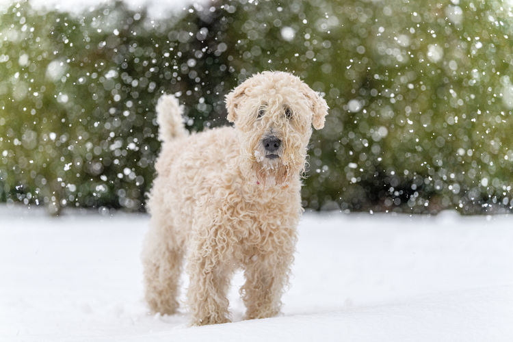 Portrait of dog running on snow