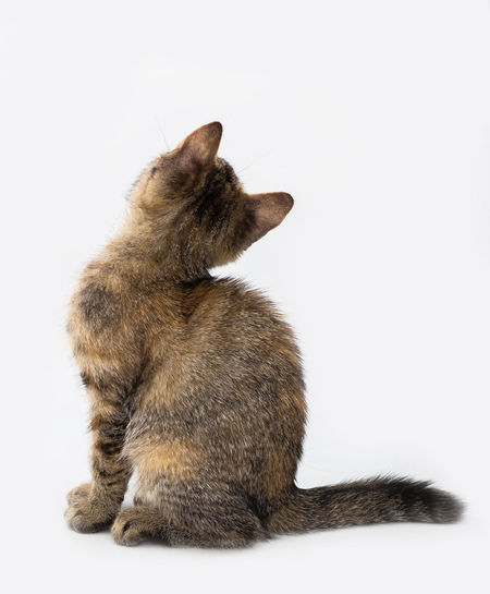 Side view of a cat over white background
