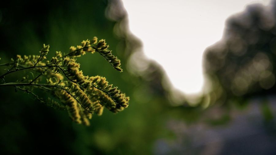 Close-up of flowering plant