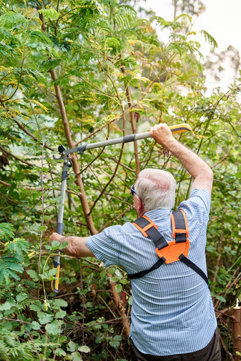 Back view of elderly male farmer cutting green branches and stems of grape with large professional metal pruner