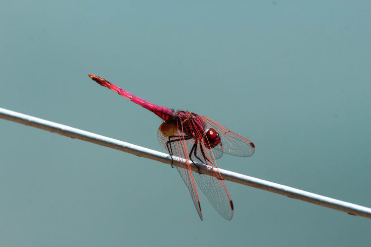 Close-up of damselfly on red background