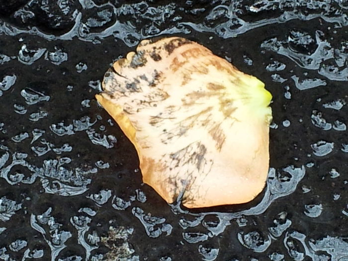 High angle view of bread on table