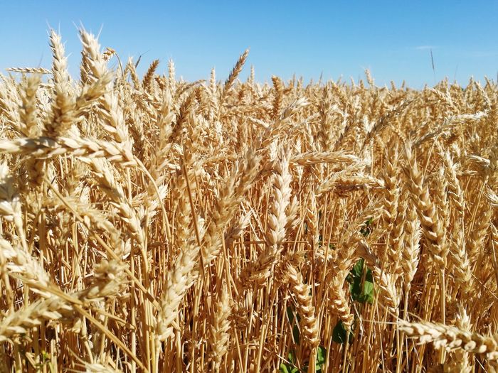 Wheat field against sky