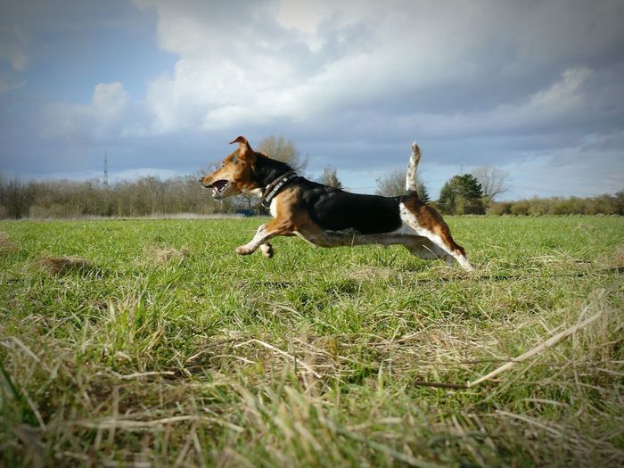 Dog jumping on grassy field against cloudy sky