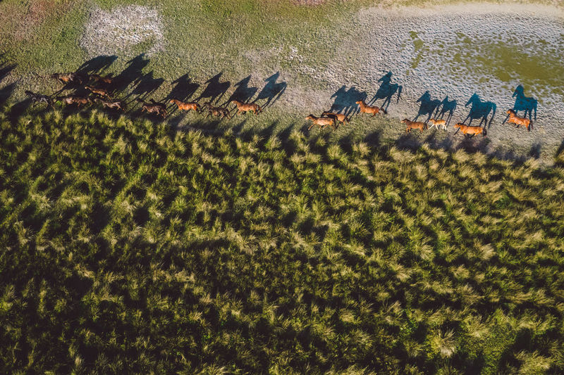 High angle view of horses on a field by sunset
