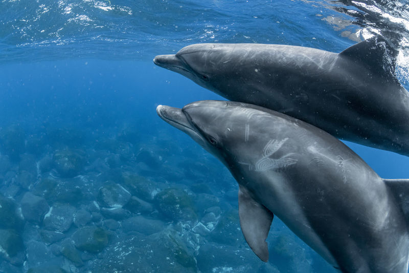 Indian bottlenose dolphin