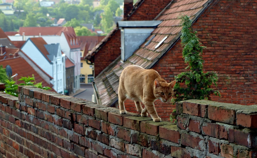 Cat against brick wall