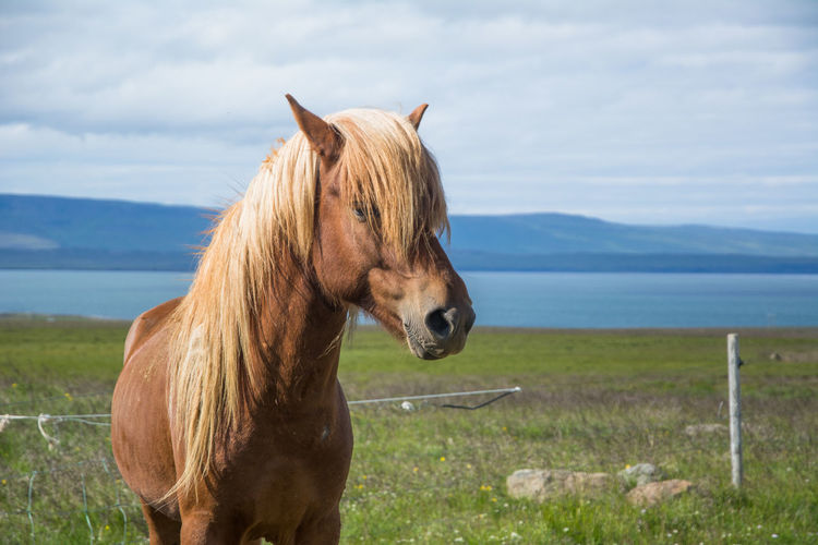 Horse in a field