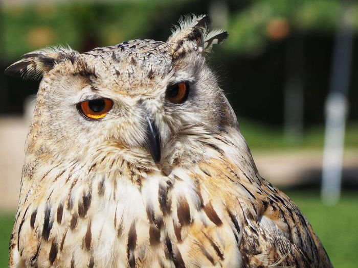 Close-up portrait of owl perching outdoors