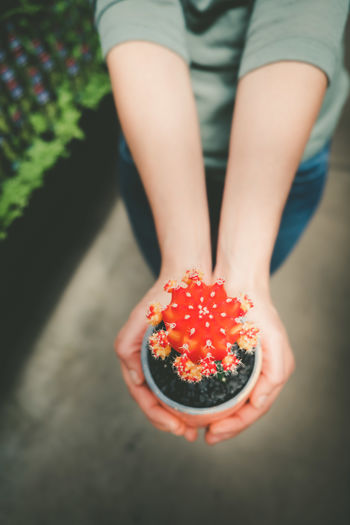 High angle view of woman hand holding potted plant