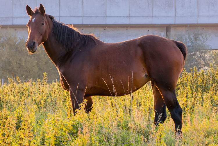 Horse on grass field