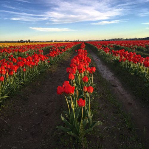 Red poppy flowers in field against sky