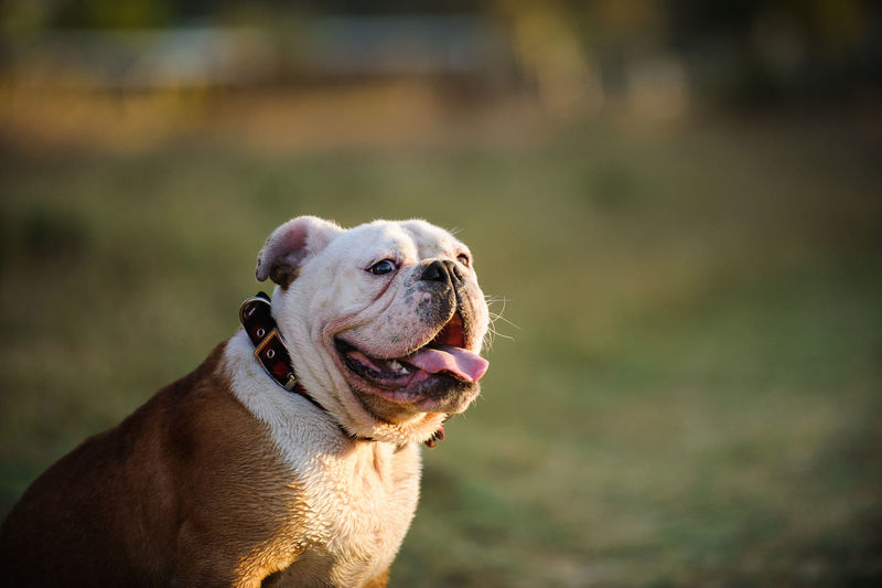 English bulldog sticking out tongue on field
