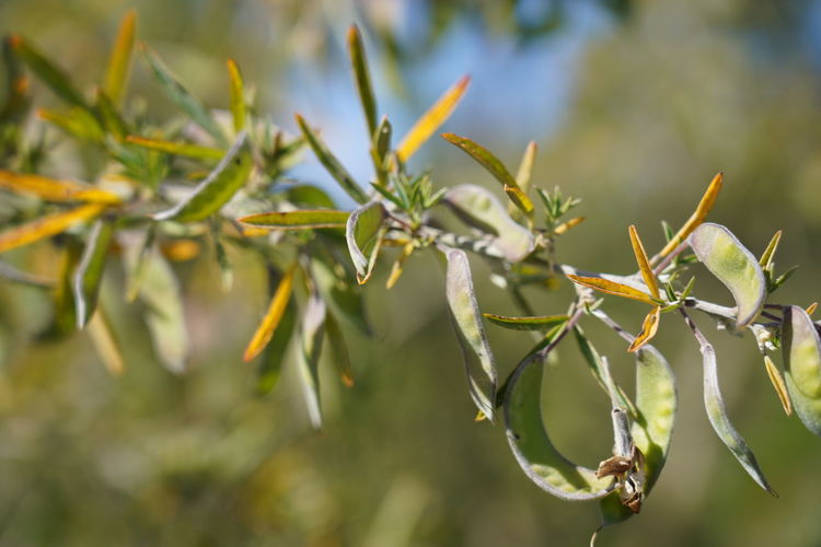 Close-up of flowering plant