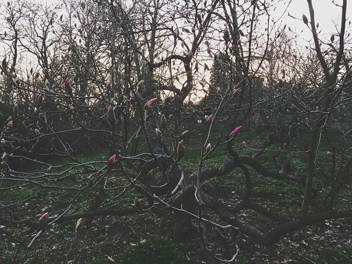 Low angle view of trees