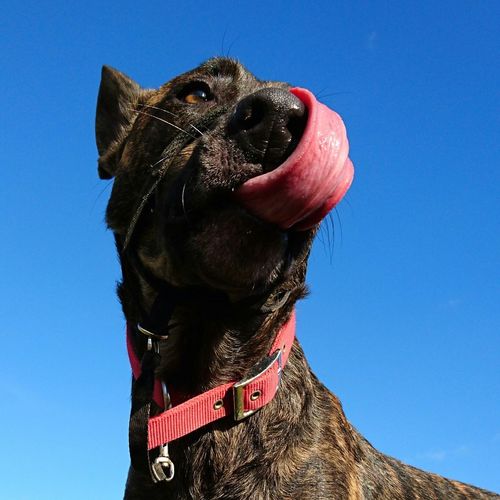 Low angle view of dutch shepherd against blue sky