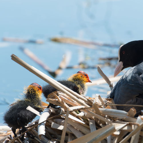 Close-up of coot family on nest against lake