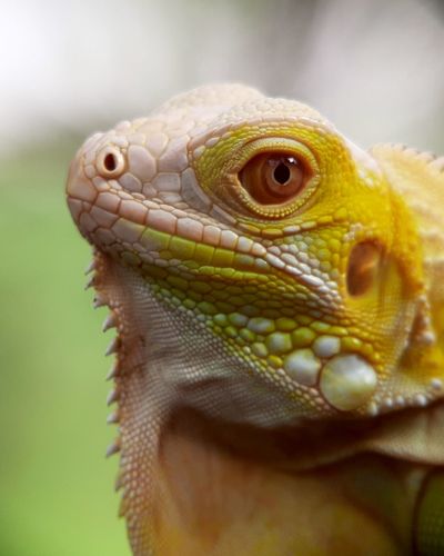Close-up of a lizard albino iguana reptile exotic animal unique pets 