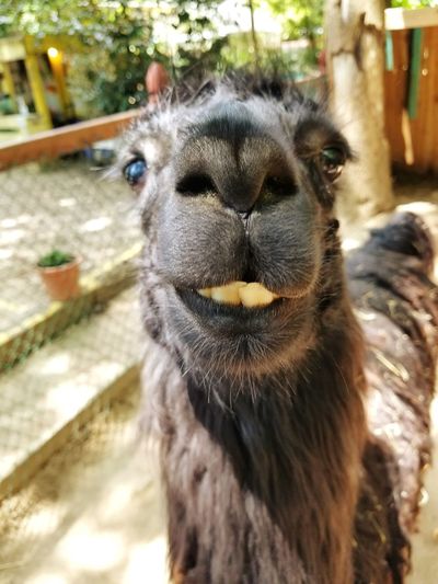 Close-up portrait of llama