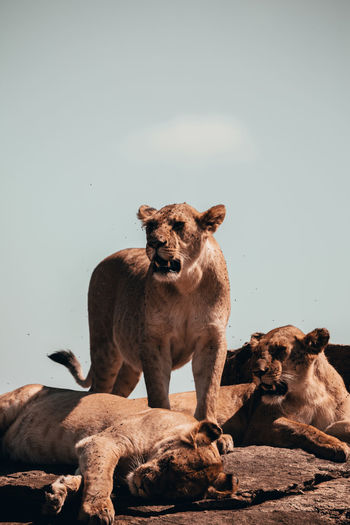 Lioness in kenya 
