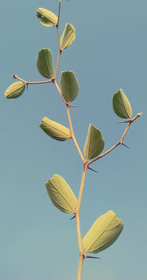 Low angle view of flowering plant against clear blue sky