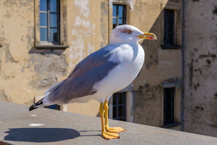 Seagull perching on a building