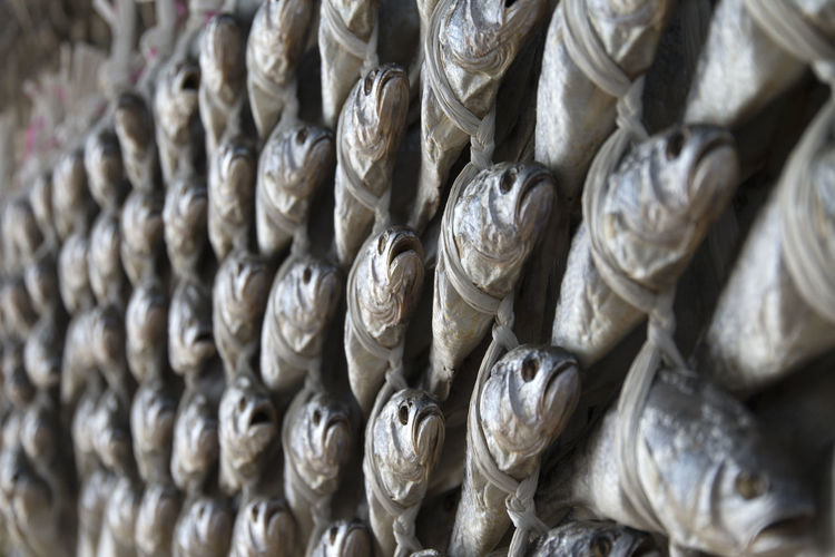 Full frame shot of dried fishes hanging for sale at market