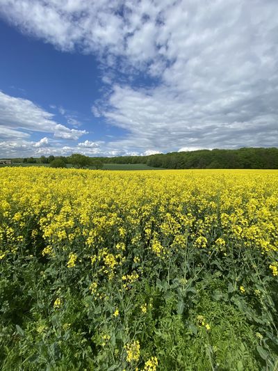 Scenic view of oilseed rape field against sky