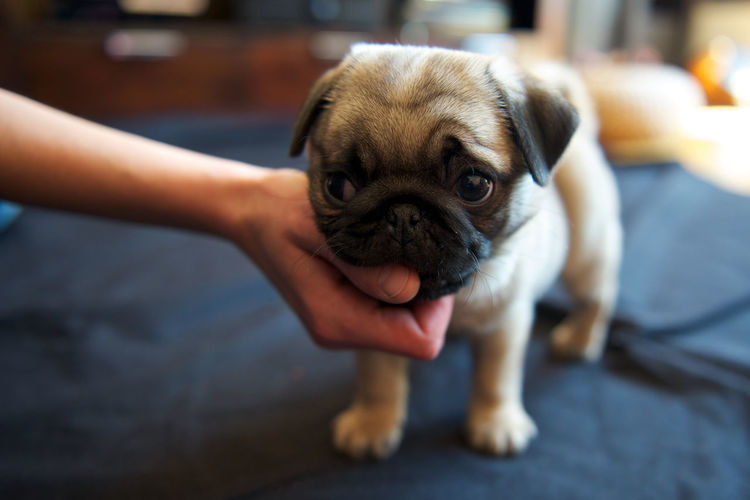 Cropped hand touching pug puppy at home